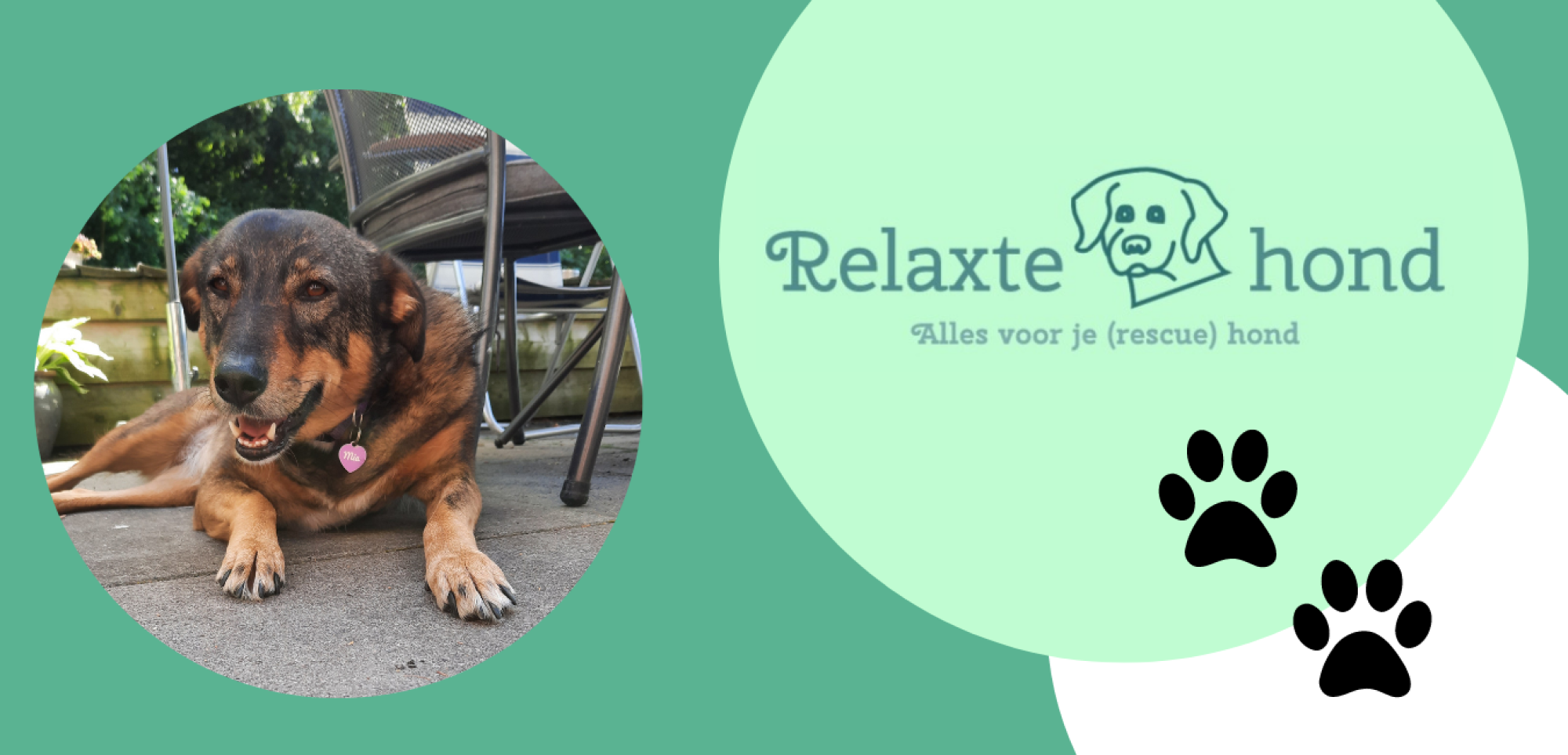 Relaxte-hond-header