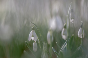 Macrofotografie: Zo Maak Je Close-up Foto’s