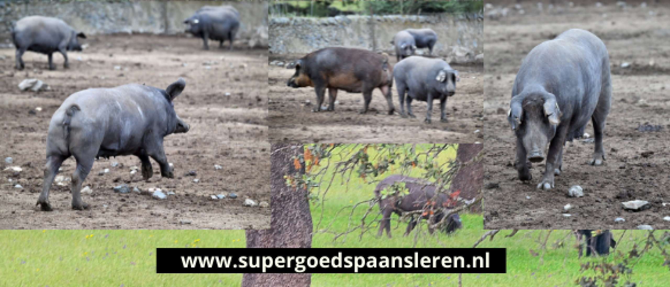 Spanje terug in de tijd: Overal hingen varkenspoten