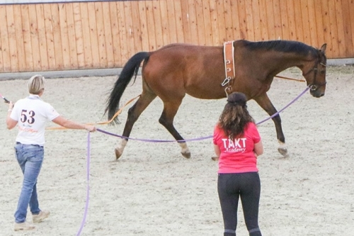 Workshop Longeren: Dubbele Longe Workshop Longeren: Dubbele Longe