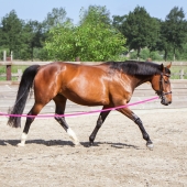 Workshops Longeren: Enkele Longe