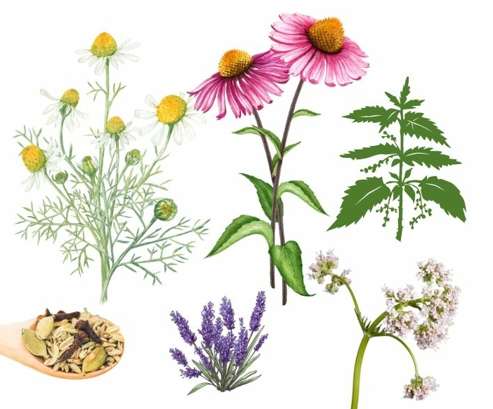 Kruidenthee soorten bloemen en chai