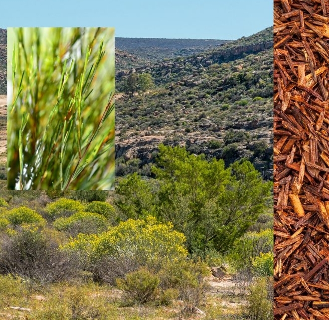 Rooibos Zuid Afrika