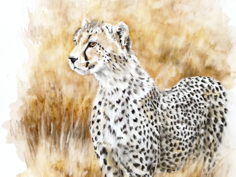 Cheetah tekenen met Linty de Bruijn Cheetah tekenen met Linty de Bruijn