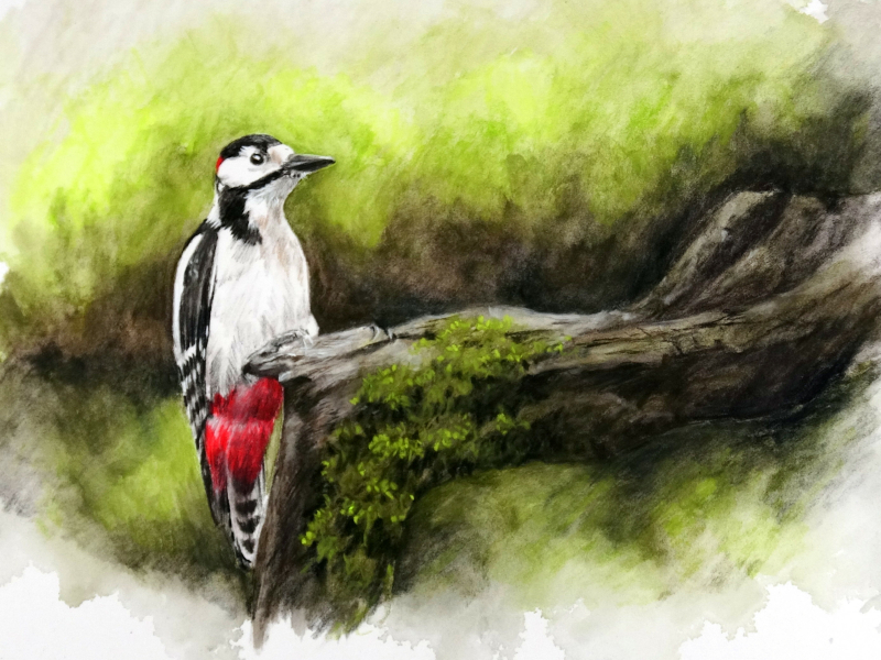Specht tekenen Linty de Bruijn tekenclub.nl