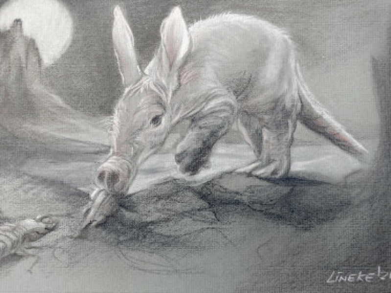 Tutorial Tekenclub aardvarken tekenen met Lineke Lijn