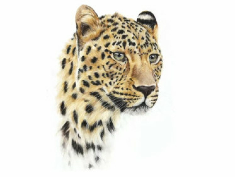 Tutorial Tekenclub luipaard tekenen met Linty de Bruijn