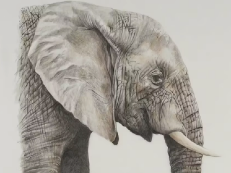 Tutorial Tekenclub olifant tekenen met Linty de Bruijn