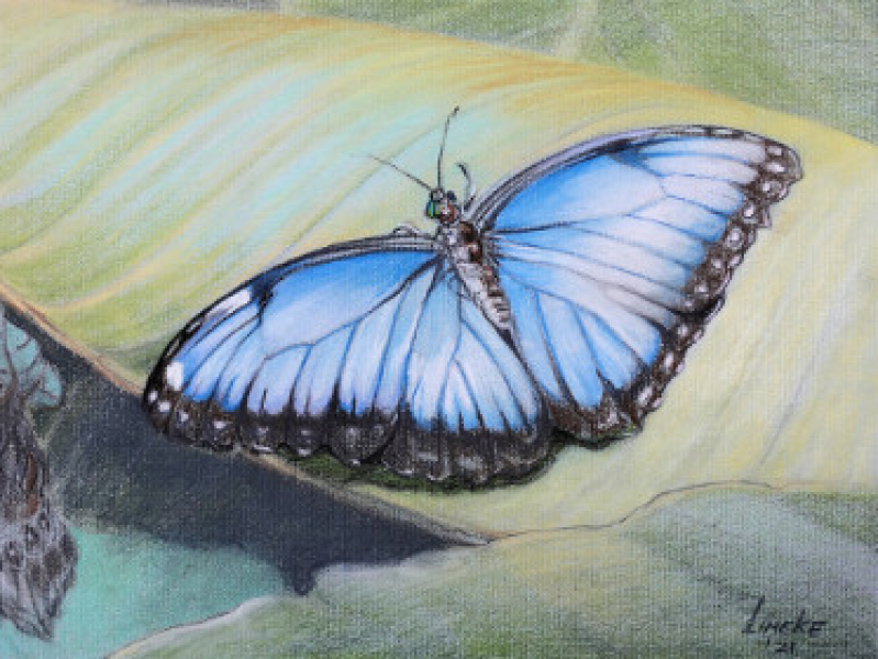 Tutorial Tekenclub vlinder tekenen met Lineke Lijn