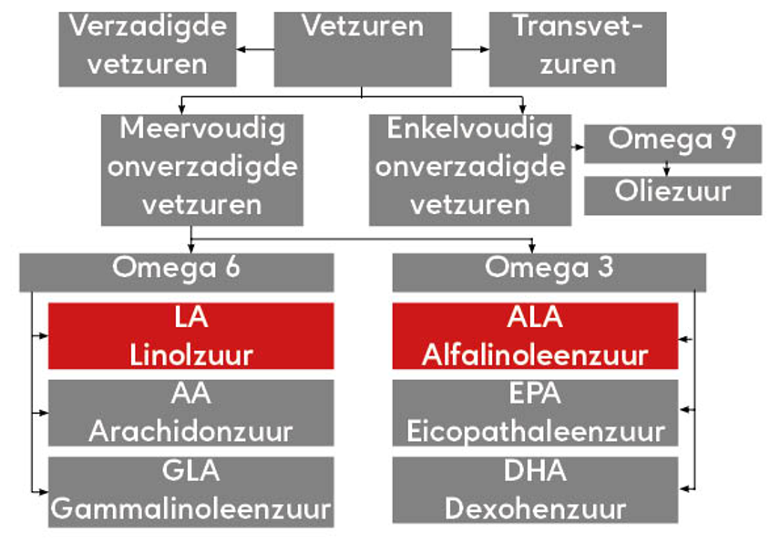 Indeling vetzuren verschillende vetzuren