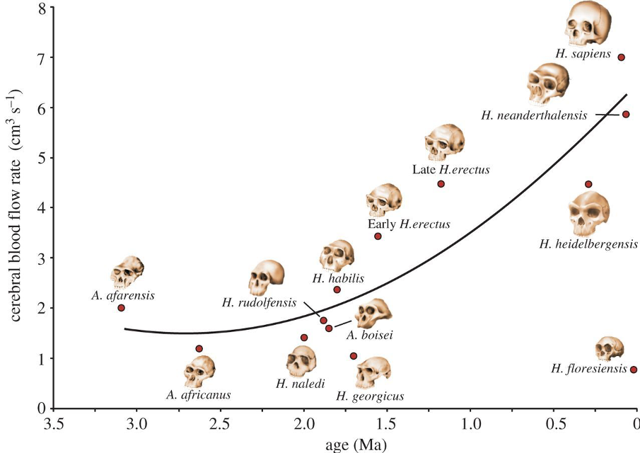 evolutie van het brein toename brein grootte