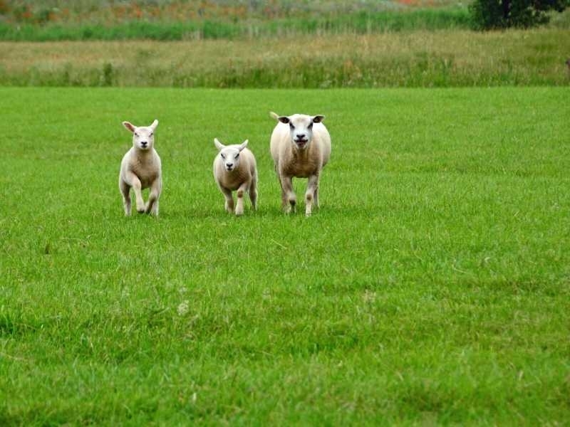 lammetjes in weiland texel