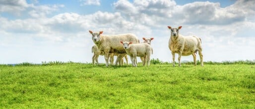 lammetjes kijken op texel