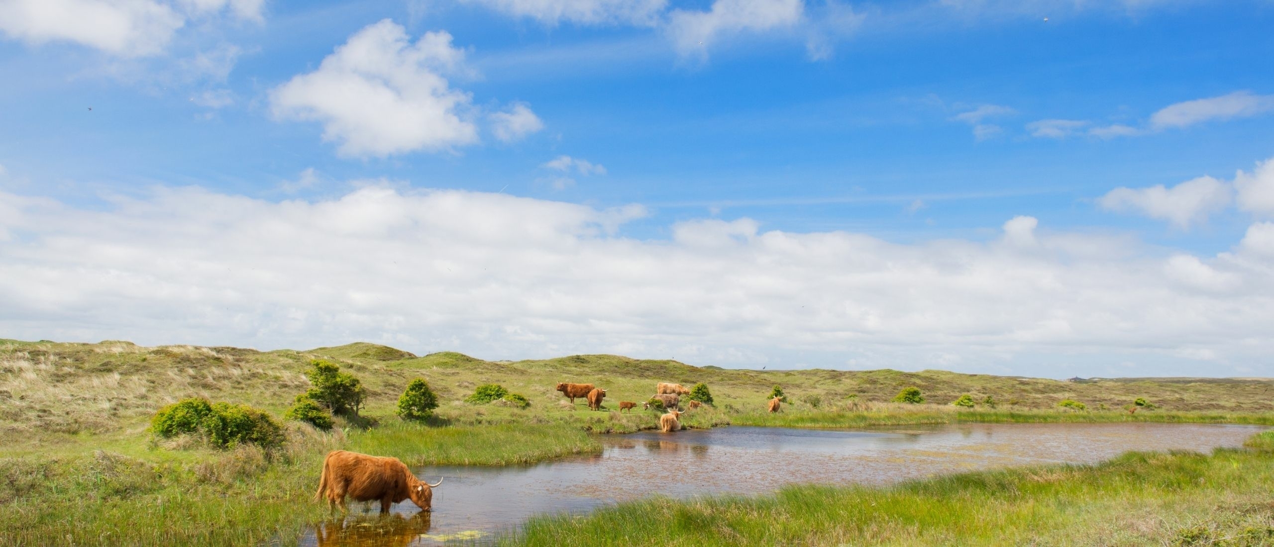 Duinen van Texel natuurgebied met runderen