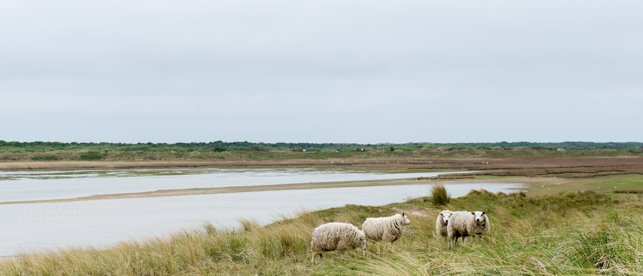 Natuurgebied De Mokbaai op Texel