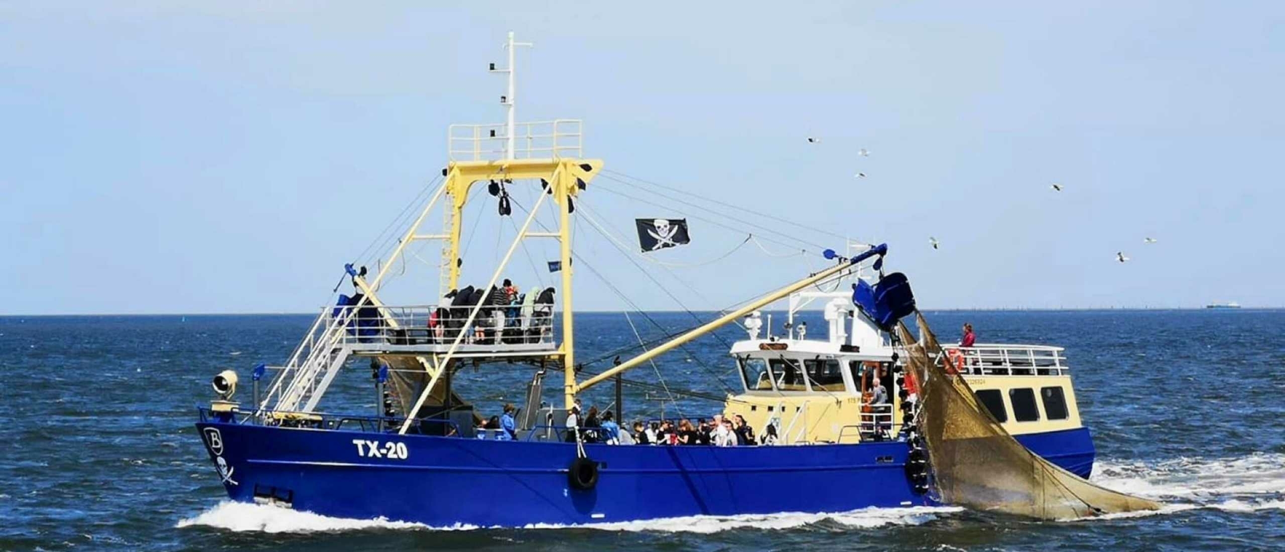 garnalenvissen en zeehonden zien op de waddenzee