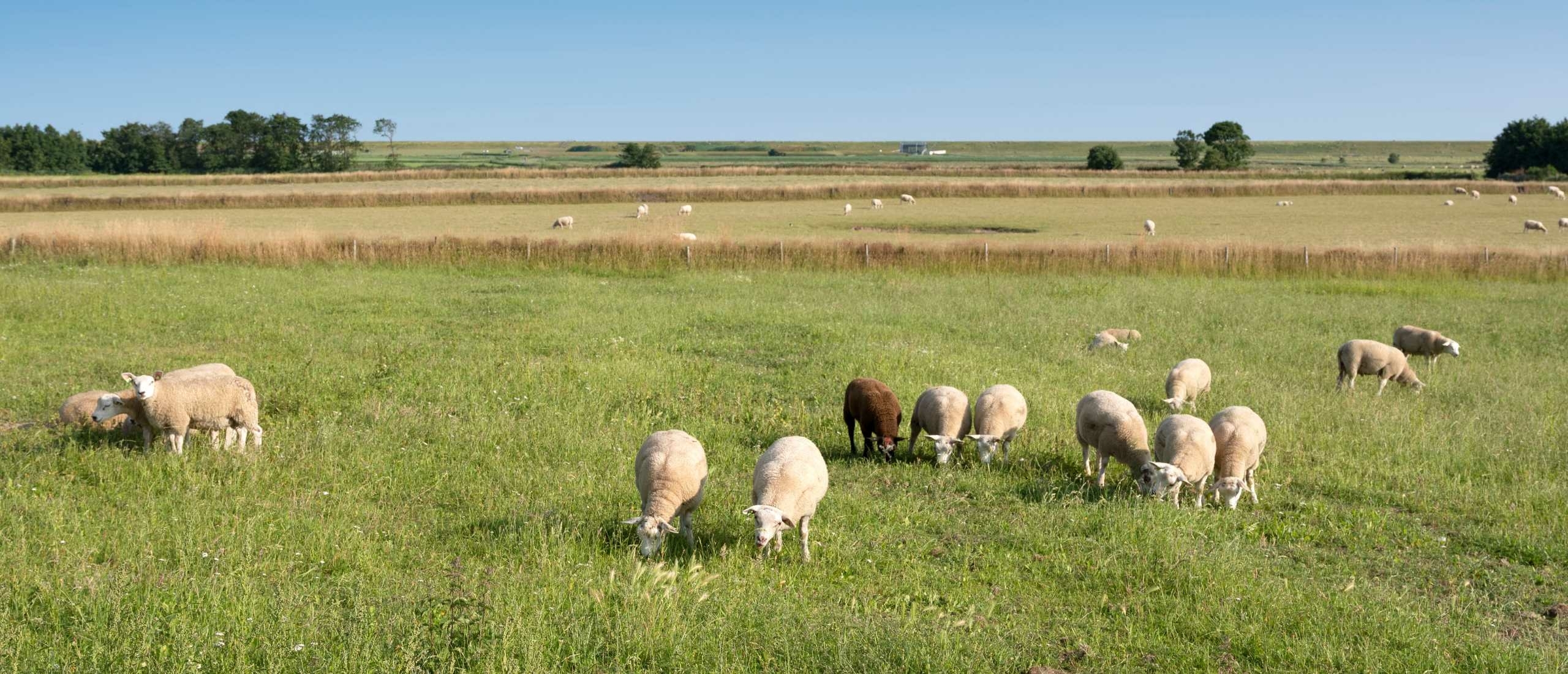 schapenboerderij texel bezoeken