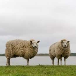 texelse schapen