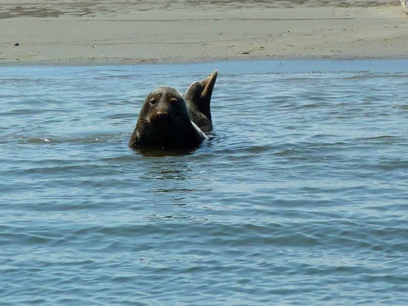 Zeehond kijkt nieuwsgierig boven water tijdens vaartocht op de Waddenzee