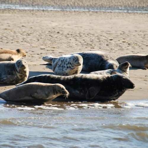 Zeehonden rustend op een zandbank tijdens een tocht vanaf Texel