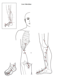 lever meridiaan lever meridiaan test