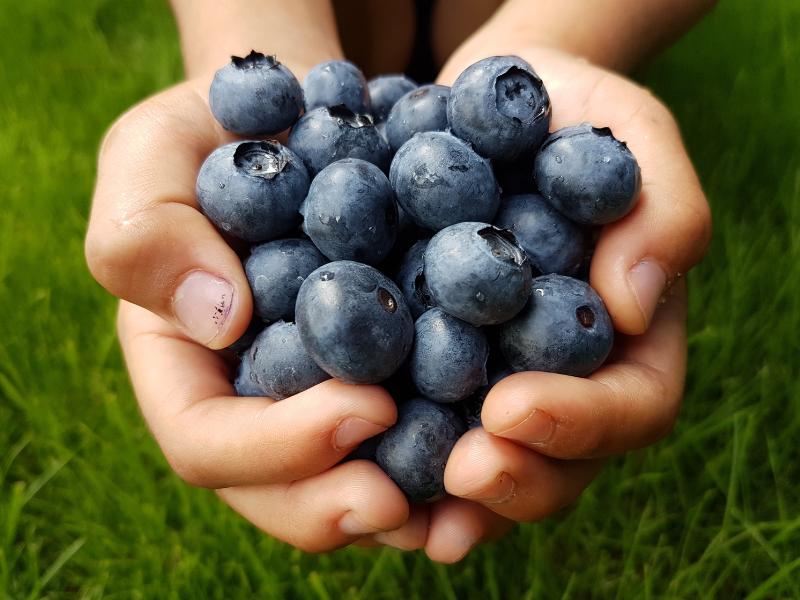 Blueberries May Have Anti-diabetes Effects