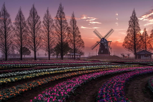 traditional-dutch-windmill-in-tulip-field-in-nature-the-netherlands