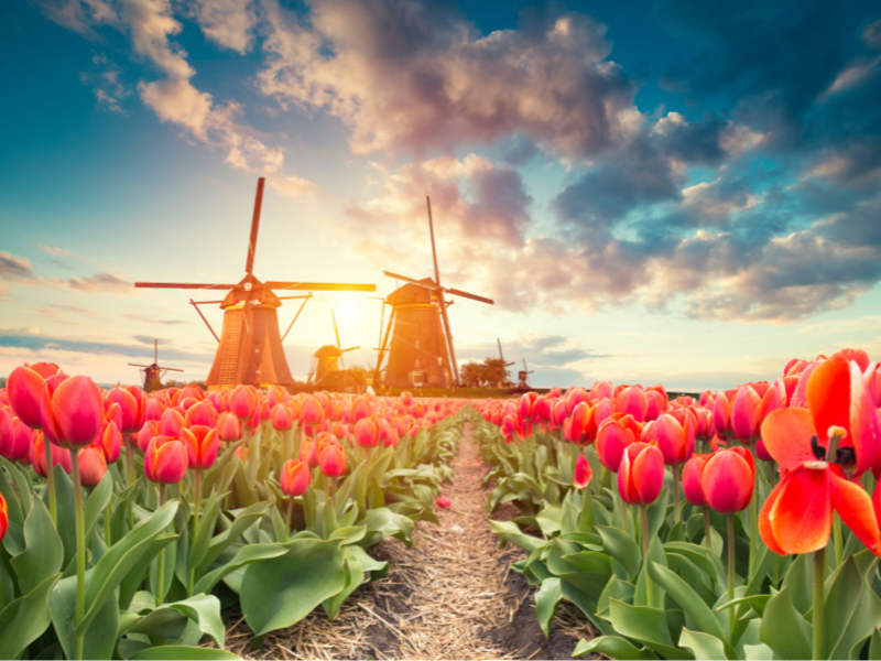 Thermos Logistic Solutions_Bloemen en Jonge Planten Flowers and nursery_young plants Cooled Cargo transport