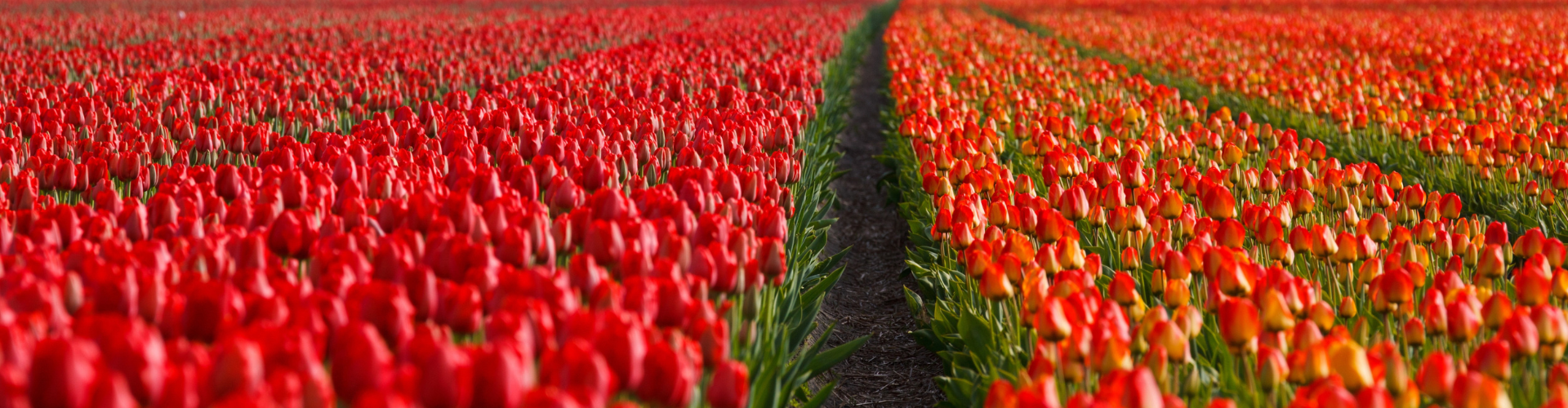 Thermos Logistics_cooled logistics_flowers_perishables Tulips_roses_flowers_thermo covers_PCM