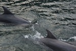 Dolphin watching at Slieve League, Ireland