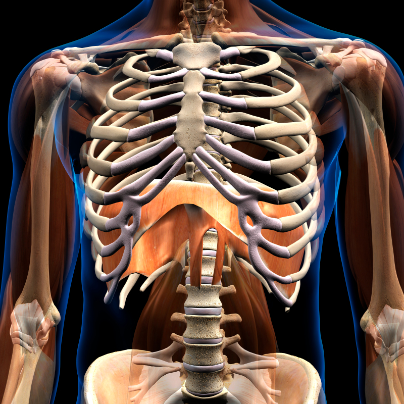 afbeelding borstkas waarin je ziet dat ribben en rug verbonden zijn