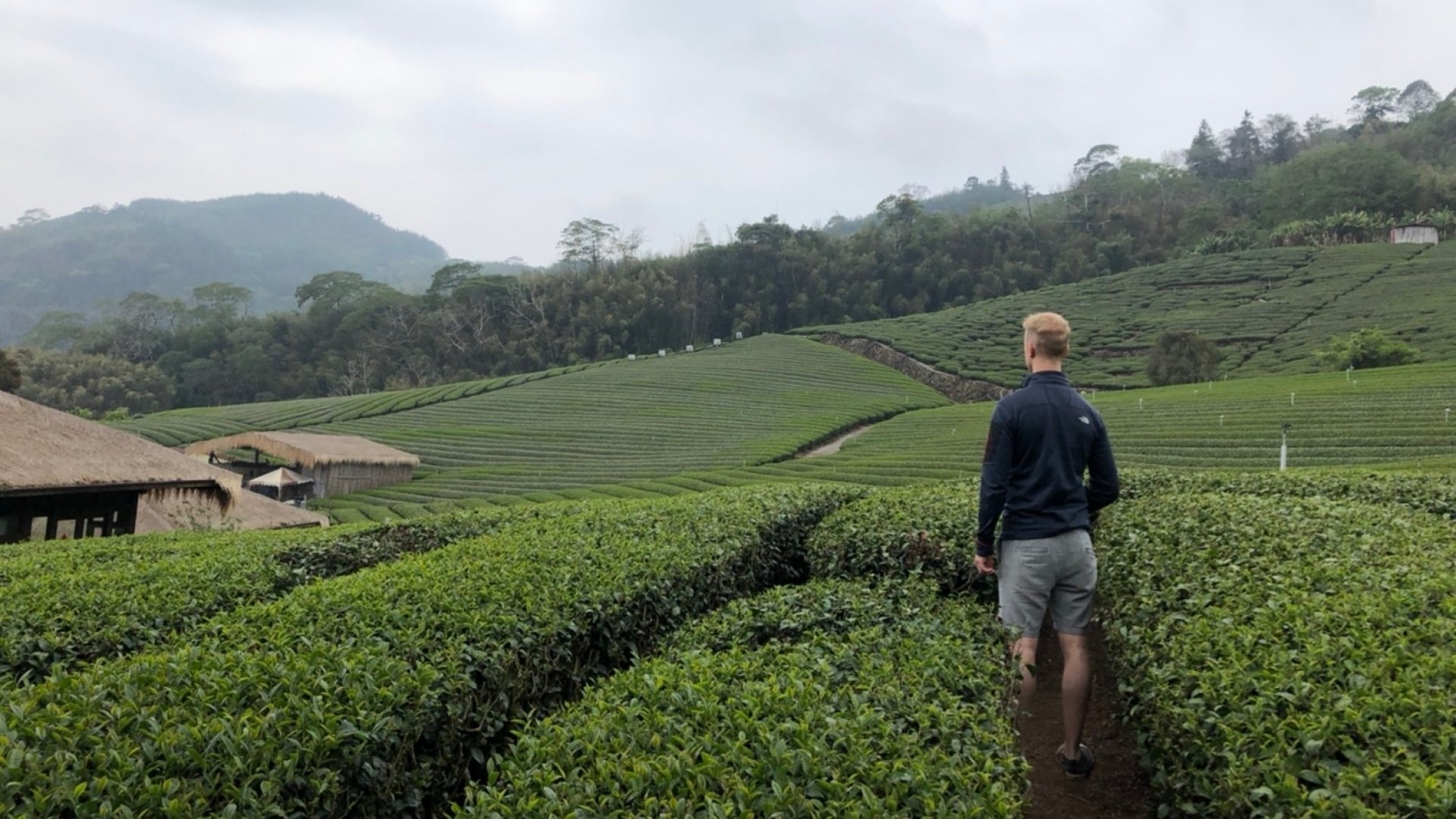 Joey staat in een theeveld in Alishan tijdens het begeleiden van de reis in Taiwan