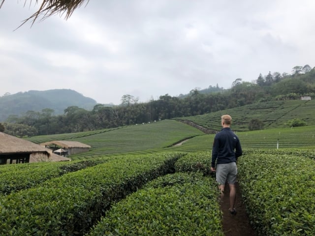 Joey staat in een theeveld in Alishan tijdens het begeleiden van de reis in Taiwan