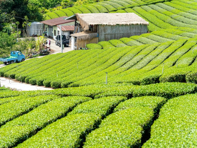 Bewonder de uitgestrekte theevelden in Taiwan tijdens jouw rondreis door het eiland