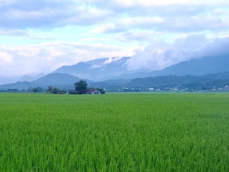 De rijstvelden in Chishang tijdens de rondreis Azië van 3 weken door Taiwan