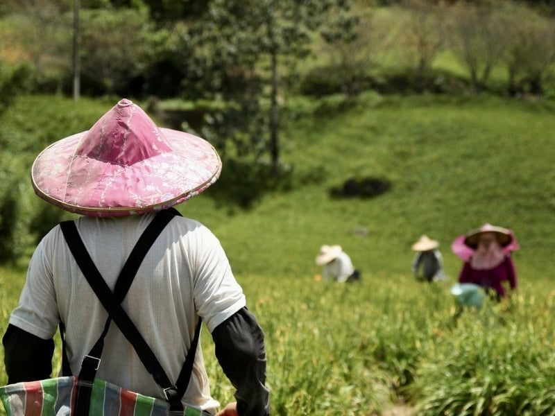 Theeplukken in de theevelden tijdens de 3 weekse rondreis Azië door Taiwan