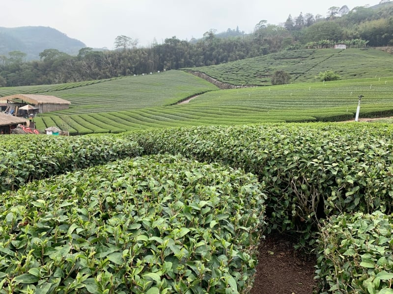 Mooie theevelden in Alishan in Taiwan. Breng een bezoek aan de theevelden tijdens de rondreis