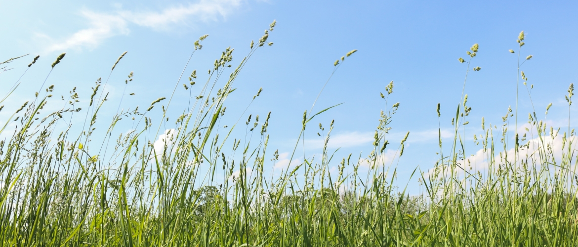 Lekker in het lange gras