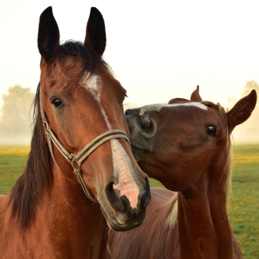 Sociaal contact tussen paarden belangrijk voor welzijn