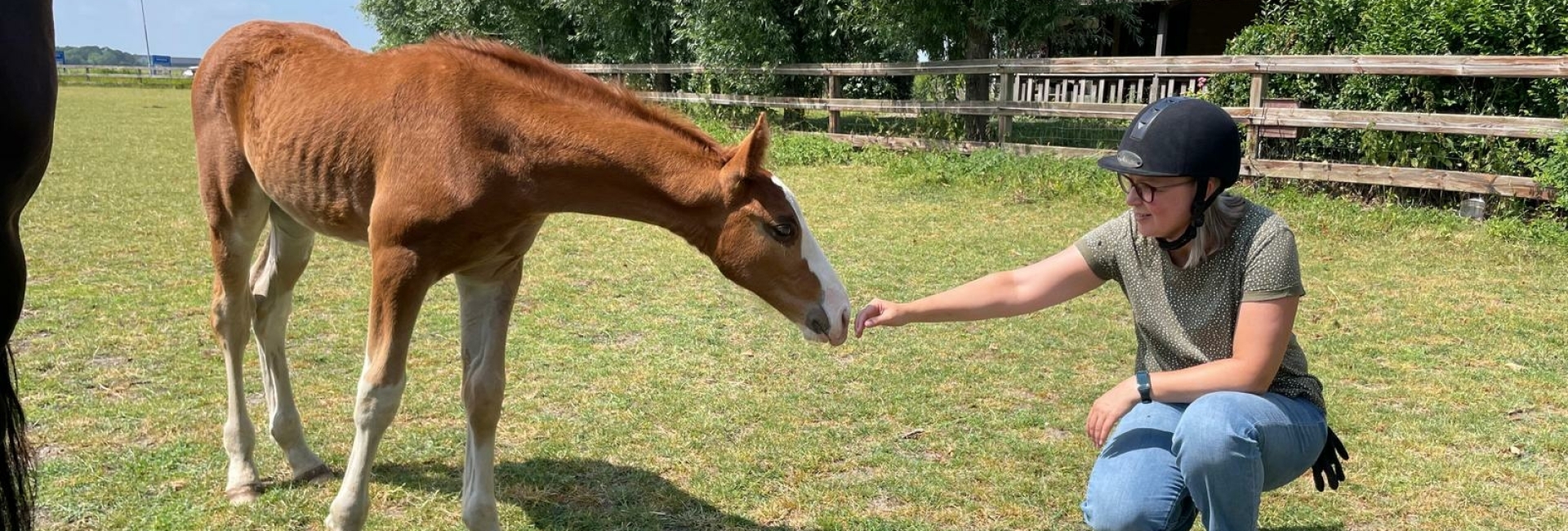 Hulp aan huis voor jou en je paard Noord Holland, Utrecht en Flevopolder