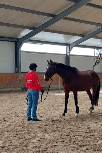 Hulp aan huis voor jou en je paard Noord Holland, Utrecht en Flevopolder