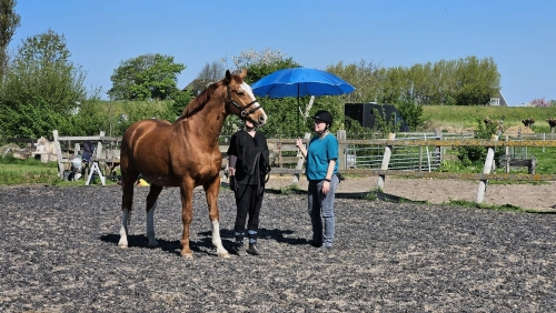 Hulp aan huis voor jou en je paard Noord Holland, Utrecht en Flevopolder