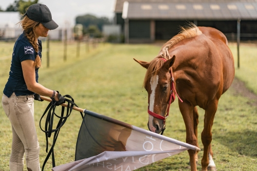 Hulp aan huis voor jou en je paard in België