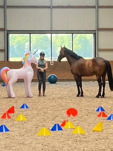 Hulp aan huis voor jou en je paard in Groningen en Drenthe