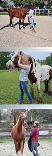 Hulp aan huis voor jou en je paard in België