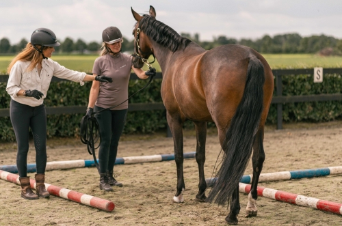 Hulp aan huis voor jou en je paard