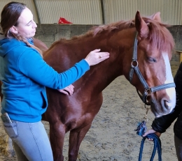 Shiatsu voor paarden