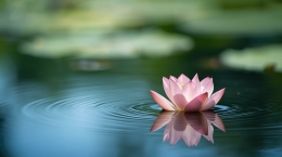 Lotus die drijft op kalm water, symbool voor innerlijke rust en spiritueel bewustzijn.
