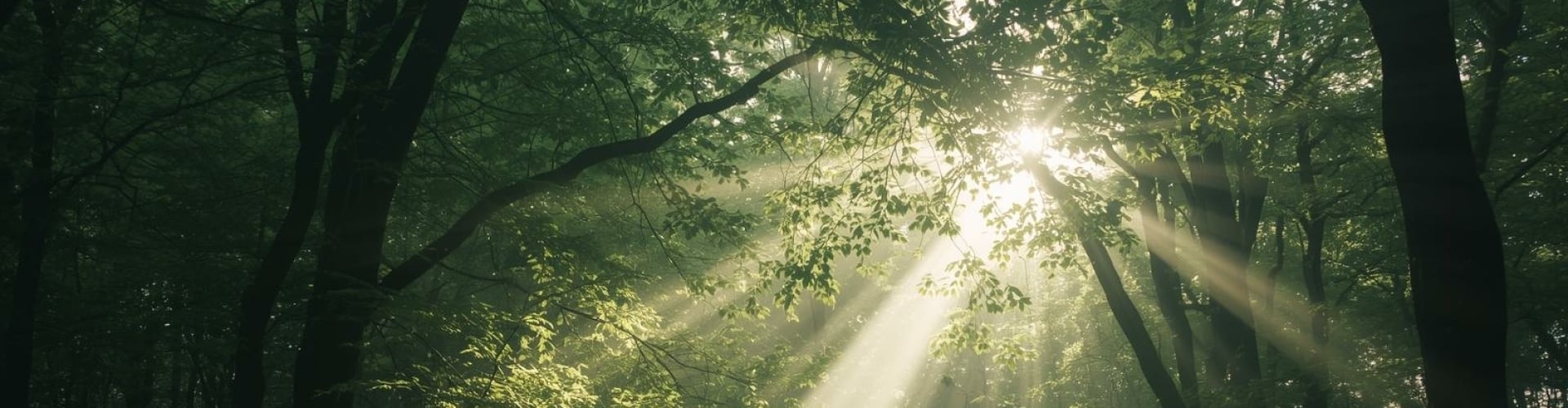 Zonlicht dat door bomen valt in een rustig bos – symbool voor herstel, richting en innerlijke rust. Zacht licht dat door het bos valt en symbool staat voor stap-voor-stap herstel, innerlijke rust en persoonlijke groei.