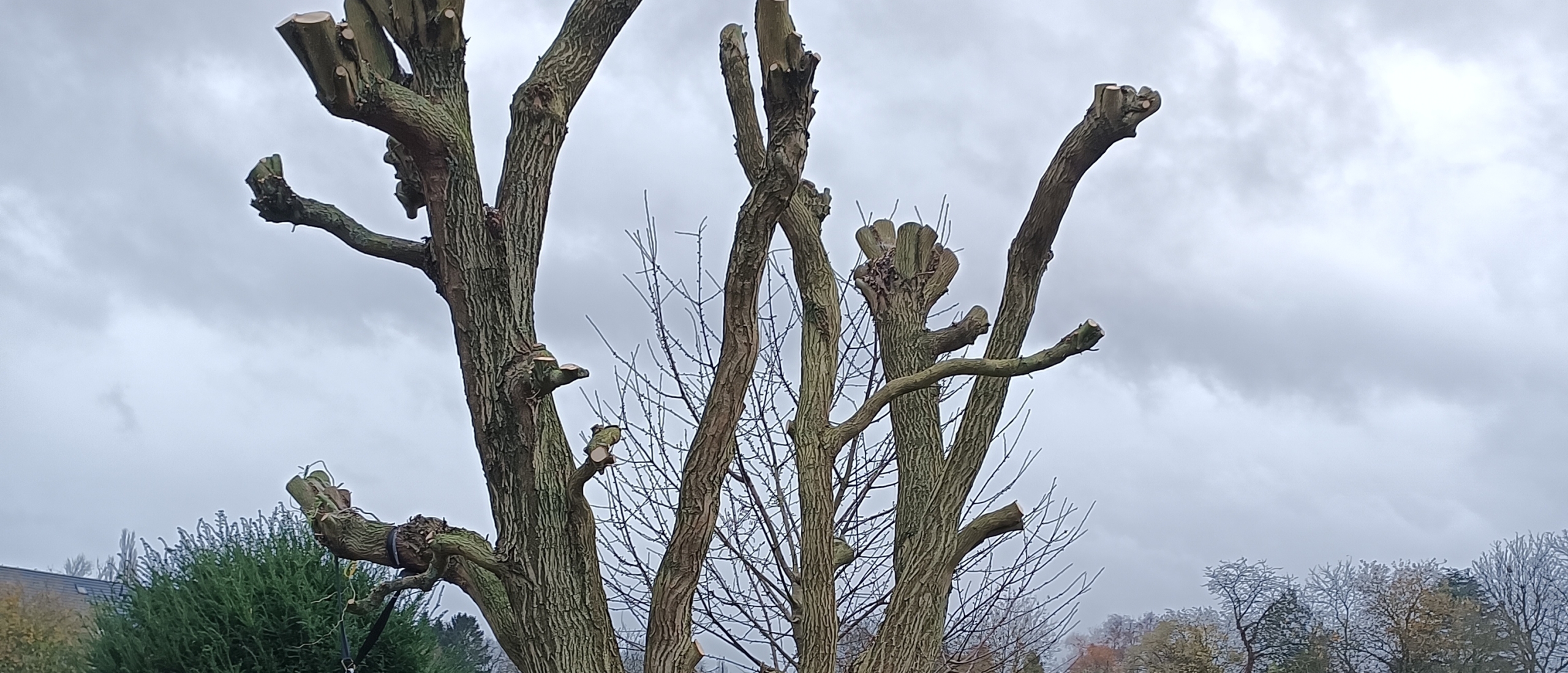 Alles wat je moet weten over het knotten van bomen